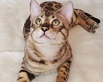 Кошки в Москве: Бенгальский котик  Мальчик, Бесплатно - фото 1
