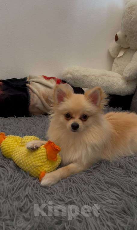 Собаки в Москве: Померанский шпиц Мальчик, 70 000 руб. - фото 2