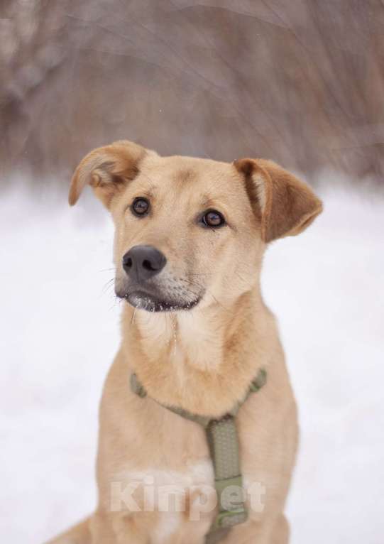 Собаки в Москве: Общительный дружелюбный Твикс в добрые руки Мальчик, Бесплатно - фото 4