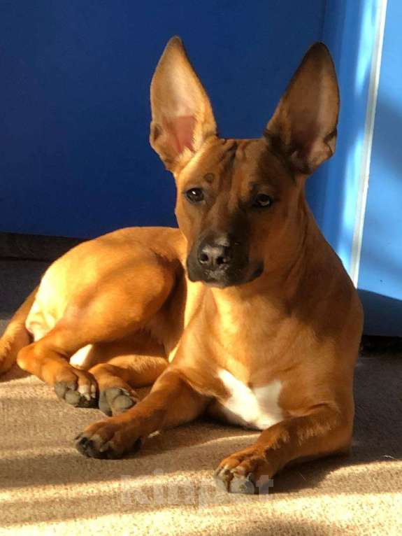 Собаки в других городах Ставропольского края: Ищем хороших хозяев  Девочка, Бесплатно - фото 4