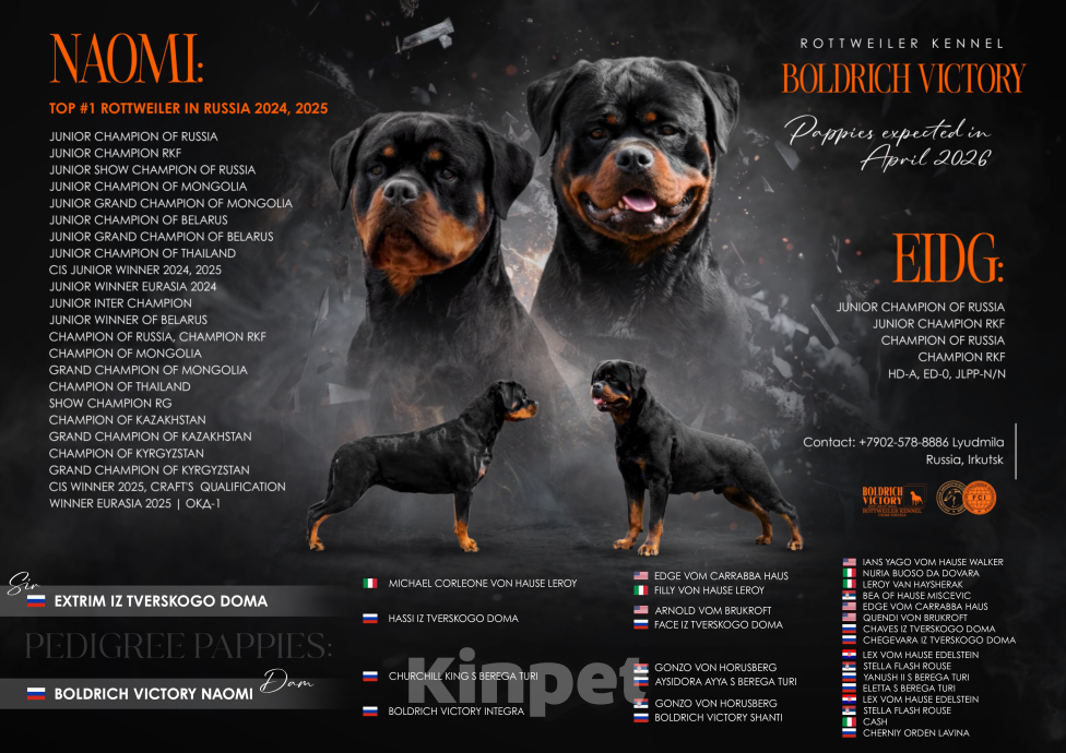 Собаки в Иркутске: Щенки ротвейлера от ТОП ПРОИЗВОДИТЕЛЕЙ Разнополые, Бесплатно - фото 1