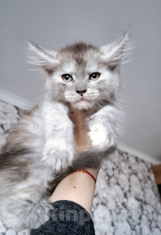 Кошки в Санкт-Петербурге: Котенок мейн-кун Девочка, 55 000 руб. - фото 2