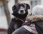 Собаки в Москве: Пристраивается молодой небольшой пёс по имени Космос Мальчик, Бесплатно - фото 1