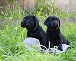 Собаки в Симферополе: Лабрадор-ретривер Девочка, 30 000 руб. - фото 3