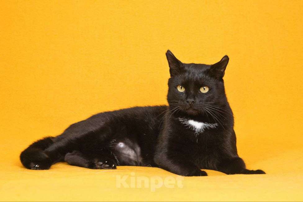 Кошки в Москве: Солидный кот для солидных господ Мальчик, Бесплатно - фото 6