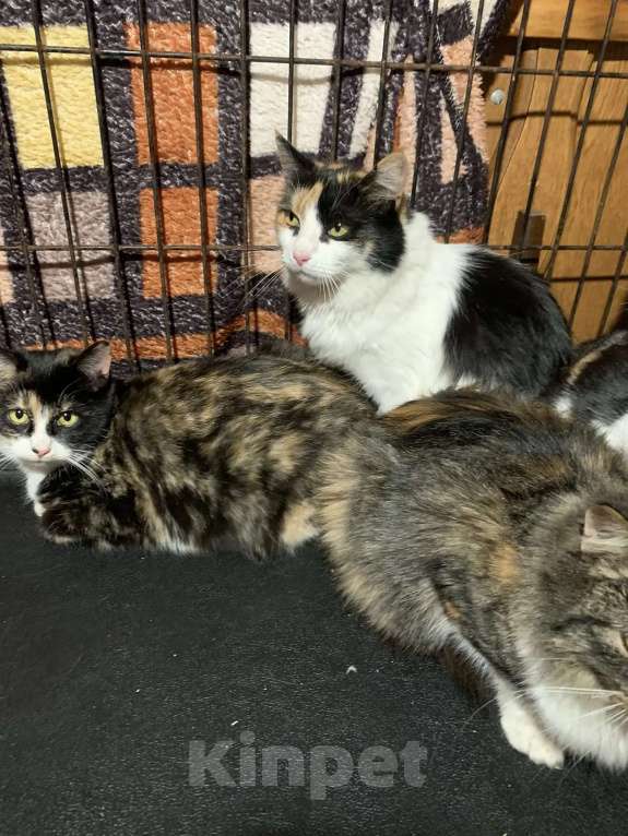 Кошки в Санкт-Петербурге: Опять улица Девочка, Бесплатно - фото 7