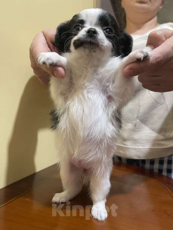 Собаки в других городах Московской области: Чихуахуа клубная девочка Девочка, 75 000 руб. - фото 5