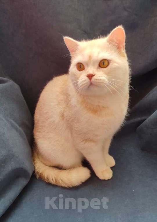 Кошки в Москве: Британские коты и кошки  Мальчик, 30 000 руб. - фото 2