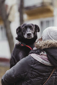 Объявление: Пристраивается молодой небольшой пёс по имени Космос, Бесплатно, Москва