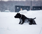 Собаки в Санкт-Петербурге: Кане-корсо черная пантера Девочка, 45 000 руб. - фото 6