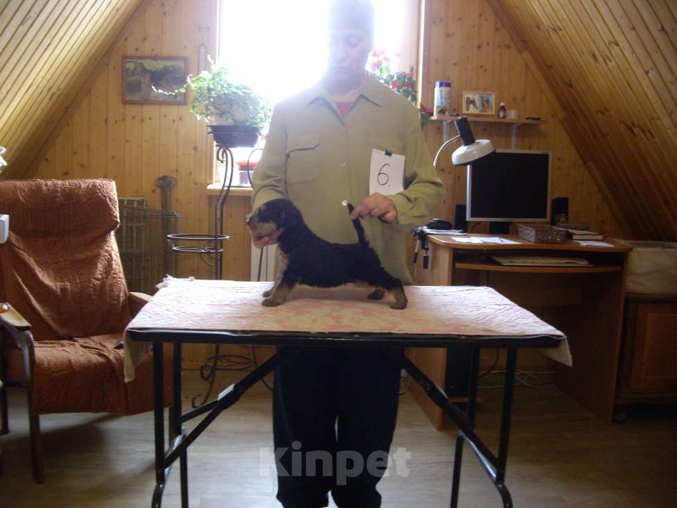 Собаки в Москве: щенки эрдельтерьера Девочка, Бесплатно - фото 3