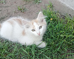 Кошки в Минусинске: Котята Мальчик, 1 руб. - фото 9