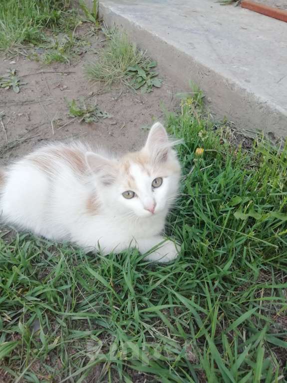 Кошки в Минусинске: Котята Мальчик, 1 руб. - фото 9