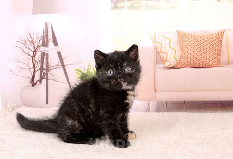 Кошки в Санкт-Петербурге: Британская малышка черепахового окраса Девочка, 65 000 руб. - фото 2
