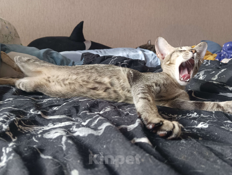 Кошки в Энгельс: Чупа ищет своего человека Девочка, 10 руб. - фото 3