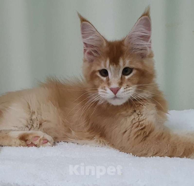 Кошки в Нижнем Новгороде: Котята мейн-кун,  рыжий кот Мальчик, Бесплатно - фото 1
