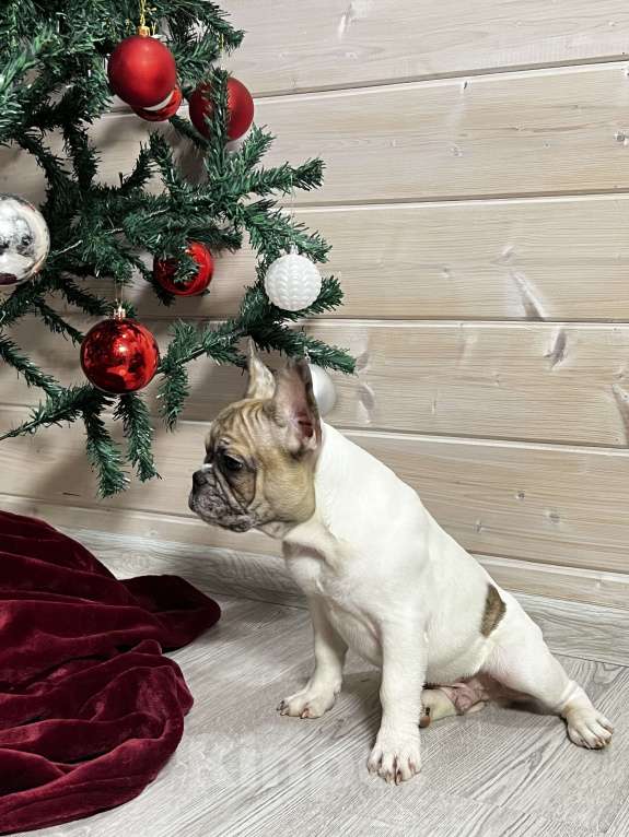 Собаки в других городах Московской области: Французский бульдог голубопалевый мерле Мальчик, 50 000 руб. - фото 4