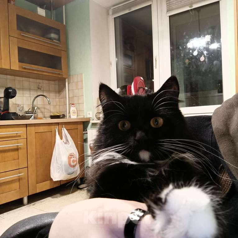 Кошки в Королеве: Молодая кошка, на вязку. Девочка всего 3 годика.  Девочка, Бесплатно - фото 10