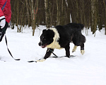 Собаки в Видном: Маклай, 3 года Мальчик, Бесплатно - фото 10