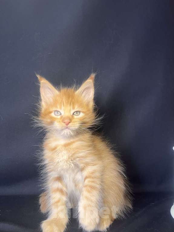 Кошки в Ярославле: Кот Мальчик, 60 000 руб. - фото 2