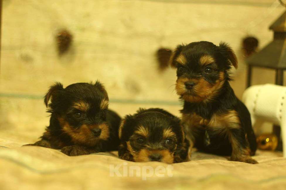 Собаки в Новосибирске: Девочка, лапушка.  Девочка, 40 000 руб. - фото 7