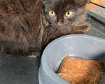Кошки в Истре: котенок Мальчик, 1 руб. - фото 3