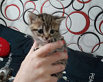 Кошки в Курске: Котенок Фиалка Девочка, Бесплатно - фото 1