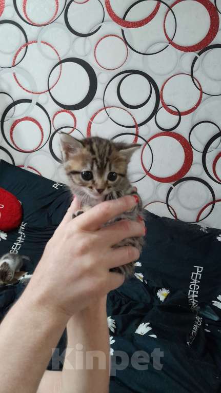 Кошки в Курске: Котенок Фиалка Девочка, Бесплатно - фото 1