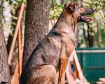 Собаки в Москве: Молодой, перспективный пёс Росс ищет достойную семью Мальчик, Бесплатно - фото 2