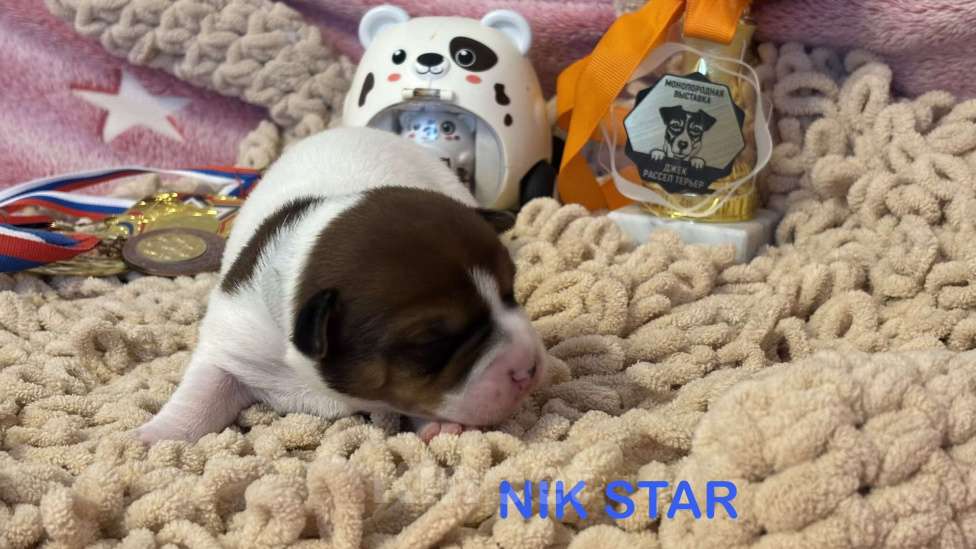 Собаки в Москве: Щенок джек-рассел-терьер от титулованных родителей  Девочка, 40 000 руб. - фото 2