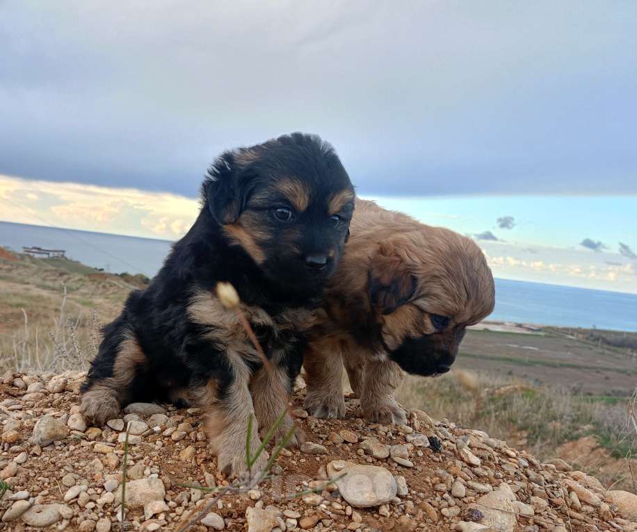 Собаки в Севастополе: В добрые ручки Девочка, Бесплатно - фото 1