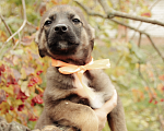 Собаки в Рыбном: Щенок в добрые руки Девочка, Бесплатно - фото 2