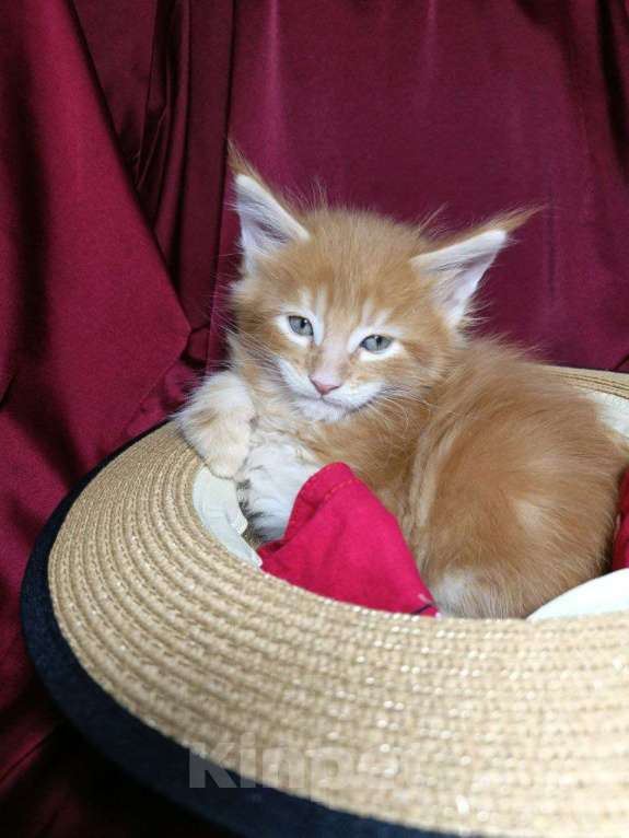 Кошки в Артеме: Мэйнкун Мальчик Мальчик, 40 000 руб. - фото 2