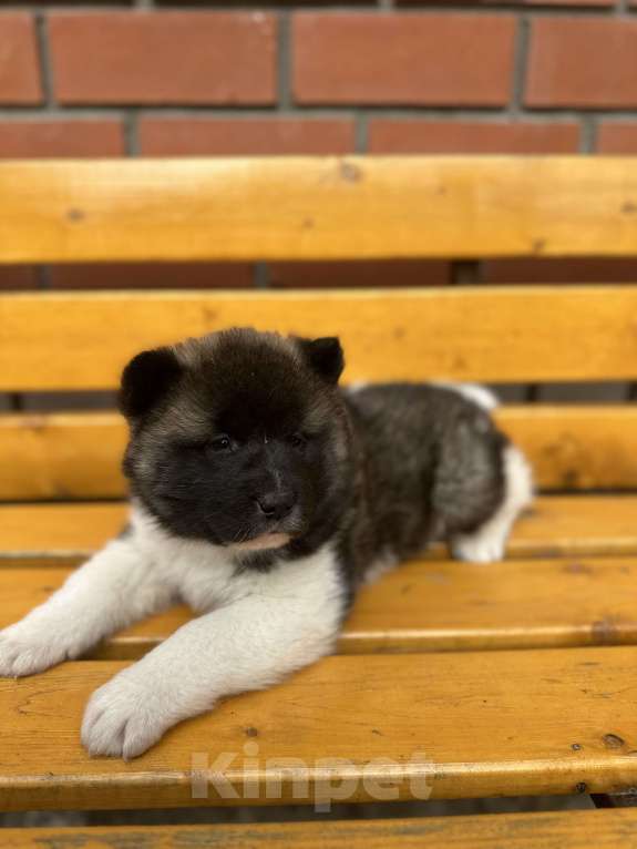 Собаки в Перми: Акита Девочка, 30 000 руб. - фото 5