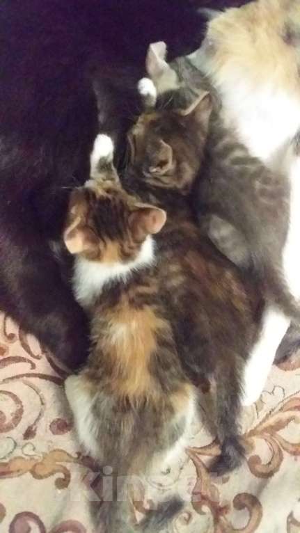 Кошки в Иркутске: Комочки счастья Девочка, Бесплатно - фото 5