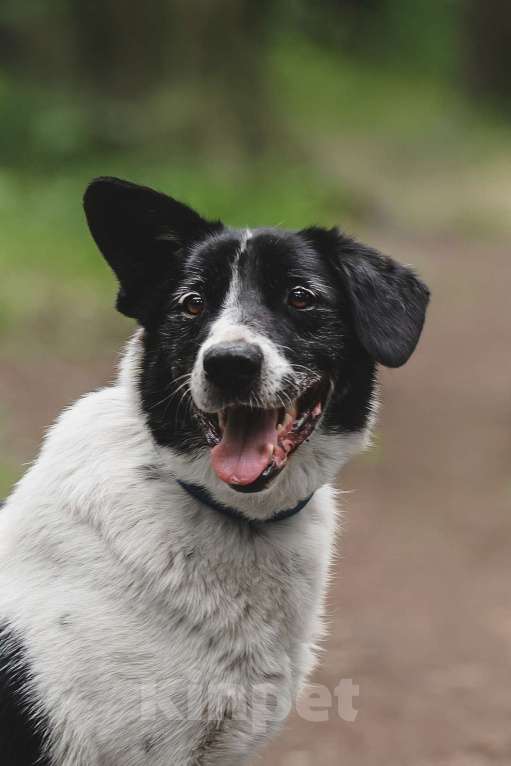Собаки в Москве: Статный красавец без породы в добрый руки! Мальчик, Бесплатно - фото 3