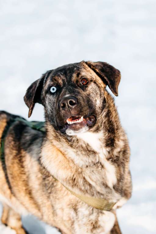 Собаки в Москве: Тигровая девочка в поисках дома Девочка, Бесплатно - фото 10