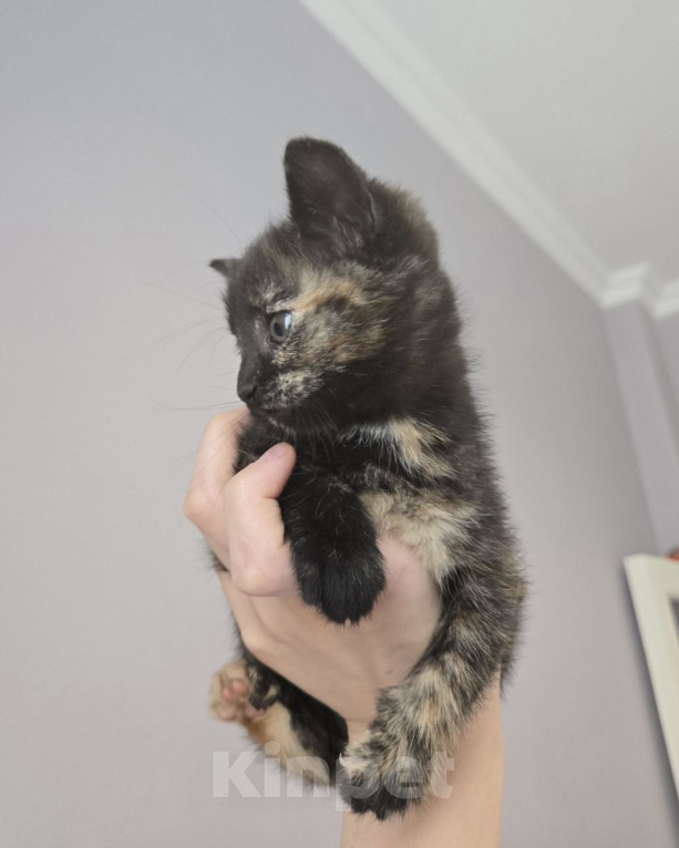 Кошки в Москве: Котенок Оливка ищет дом Девочка, Бесплатно - фото 3