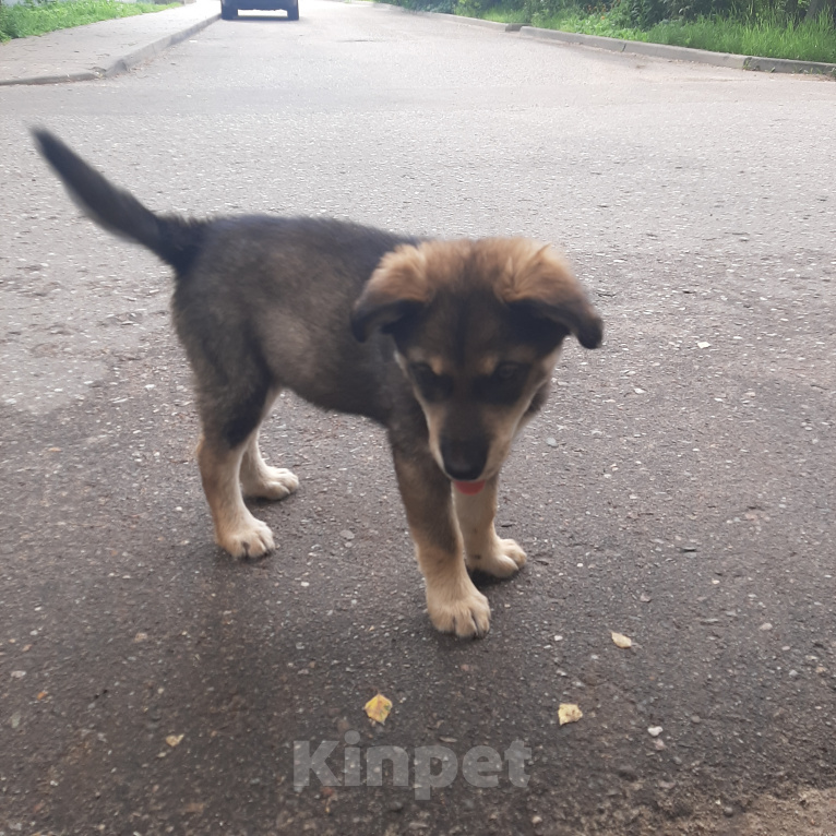 Собаки в Кубинке: Феля Мальчик, Бесплатно - фото 3