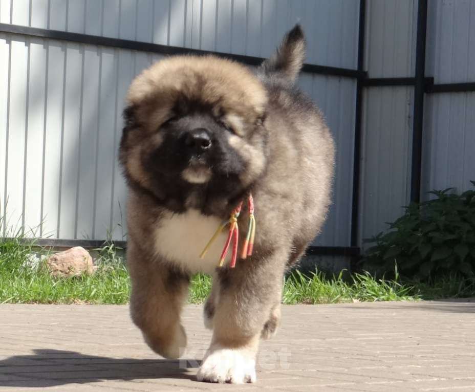 Собаки в других городах Нижегородской области: Щенки кавказской овчарки Мальчик, Бесплатно - фото 4