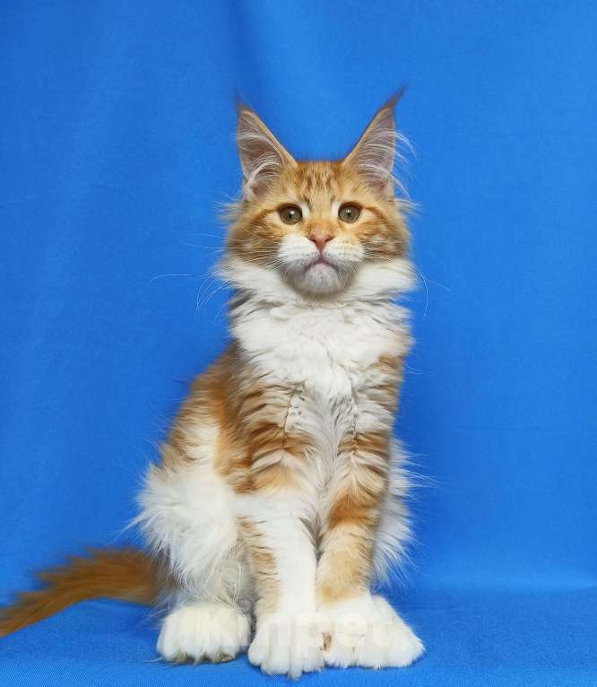 Кошки в Москве: Котенок Мейн-кун полидакт. Девочка  Девочка, 80 000 руб. - фото 3