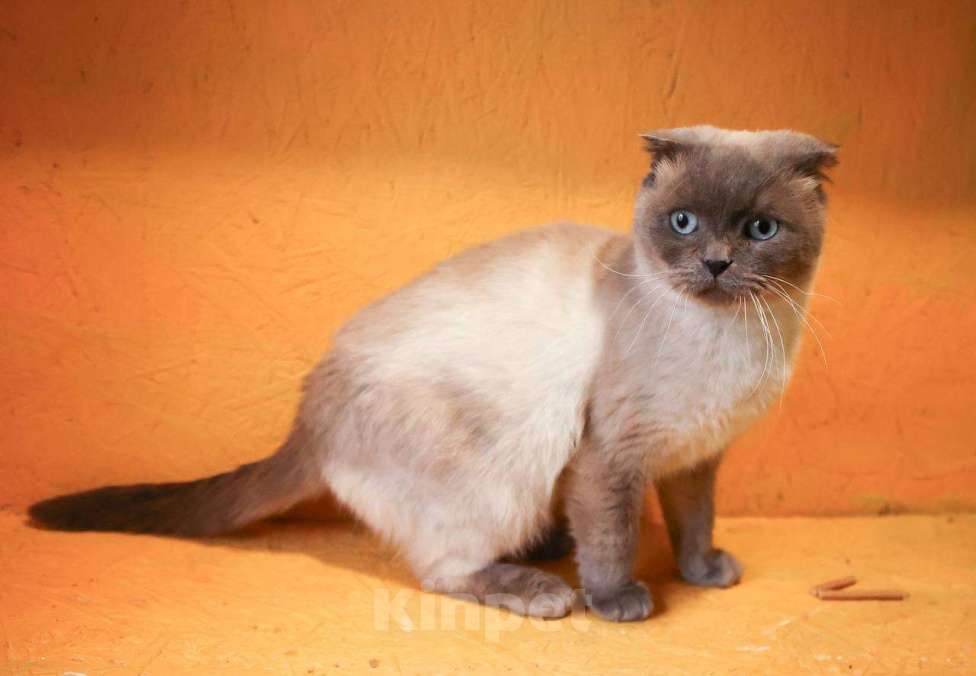 Кошки в других городах Московской области: Красавица Сямочка ищет дом Девочка, 10 руб. - фото 2