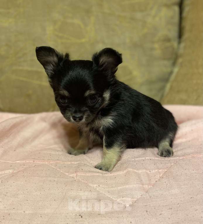 Собаки в Санкт-Петербурге: Мальчишечка - мини красавчик  Мальчик, 25 000 руб. - фото 6
