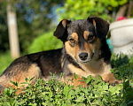 Собаки в Семилуках: Умная собака Девочка, Бесплатно - фото 2