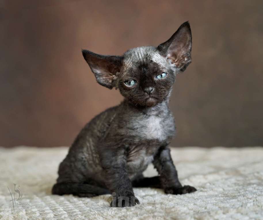Кошки в Москве: Девон-рекс черная девочка Девочка, 80 000 руб. - фото 3