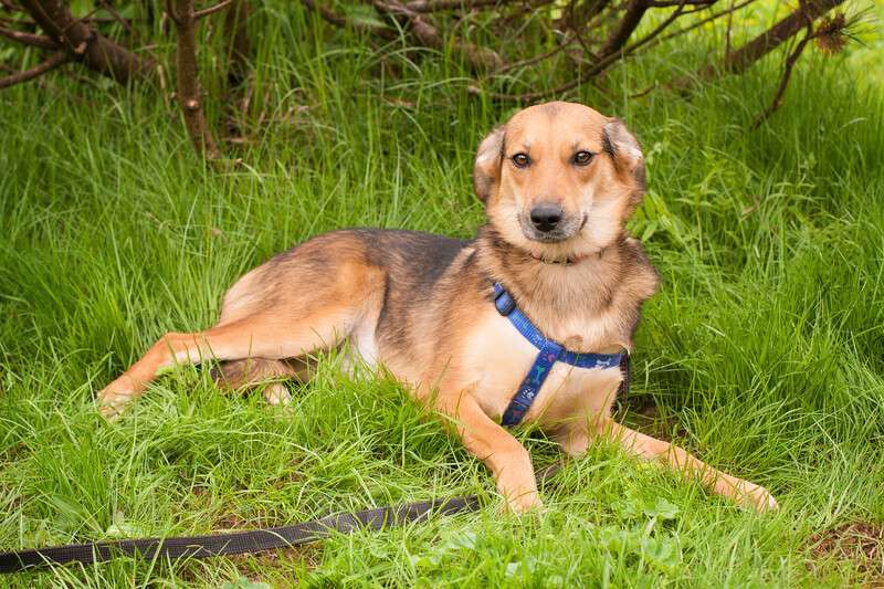 Собаки в Москве: Идеальная женская собачка Дафна в добрые руки Девочка, Бесплатно - фото 3