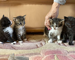 Кошки в Истре: Котята  Девочка, Бесплатно - фото 6