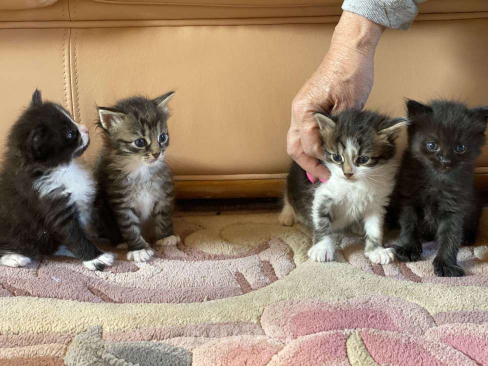 Кошки в Истре: Котята  Девочка, Бесплатно - фото 6