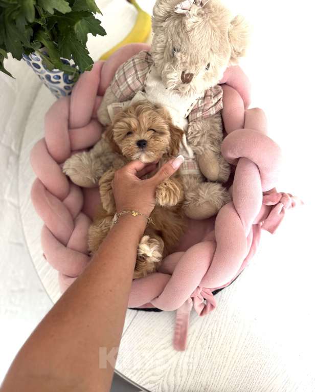 Собаки в Москве: Тео Мальчик, 110 000 руб. - фото 2