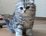 Кошки в Химках: Шотландские вислоухие котята Девочка, 11 000 руб. - фото 2
